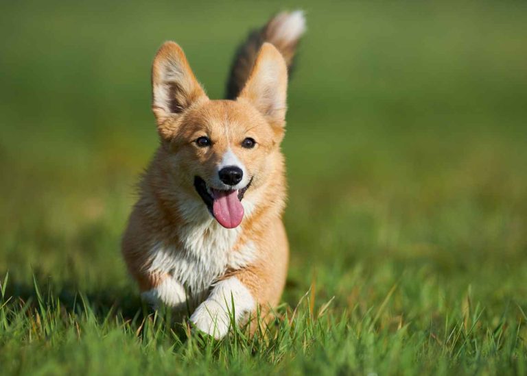 5 Reasons Inexpensive Vaccines Can Still Deliver Quality Protection